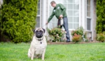 crawl space pest damage